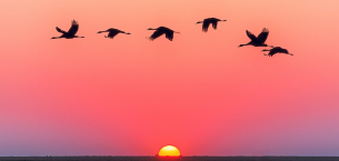 CEHALETTEN GAFLETE CEHALETTEN GAFLETE